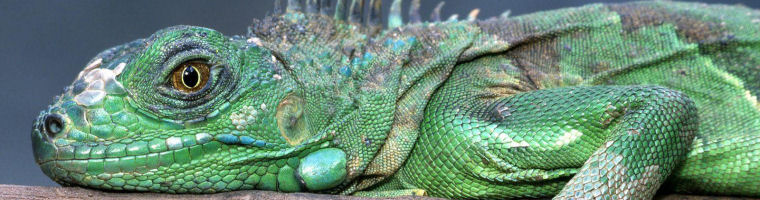 Green Iguana